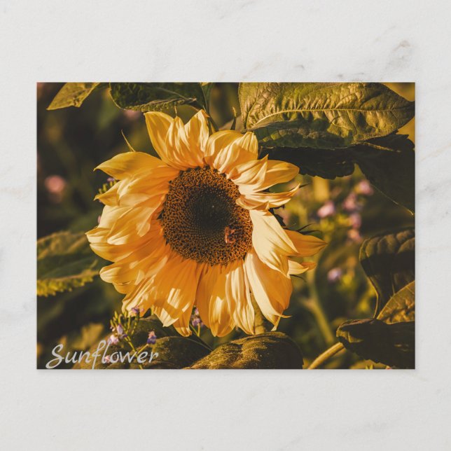 Sunflower Letter Postcard Communication Mail (Front)