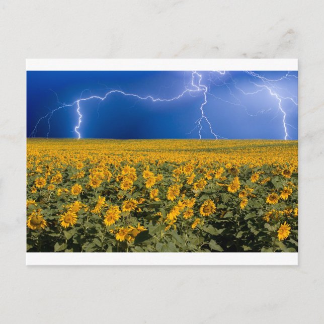 Sunflower Lightning Field Postcard (Front)