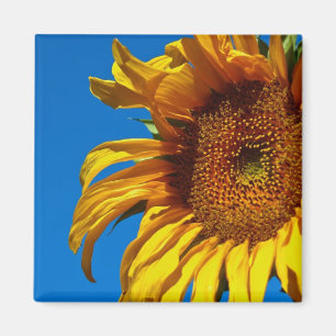 Sunflower - Magnet