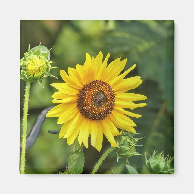 Sunflower Magnet (Front)