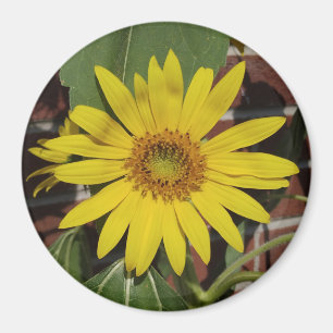 Sunflower Magnet