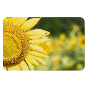 Sunflower Magnet