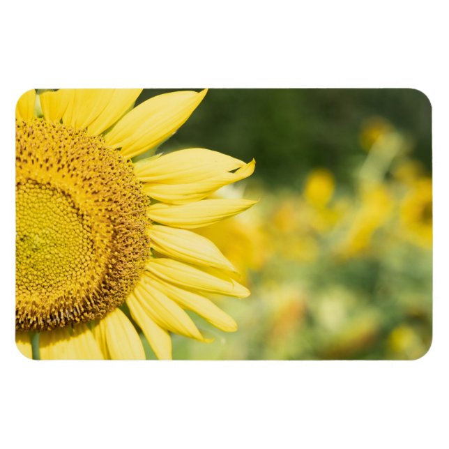 Sunflower Magnet (Horizontal)