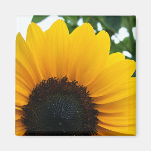 Sunflower Magnet