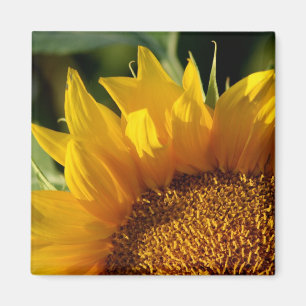Sunflower Magnet