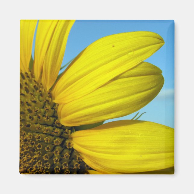 Sunflower Magnet (Front)
