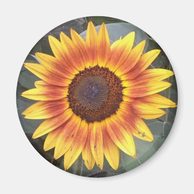 Sunflower Magnet (Front)