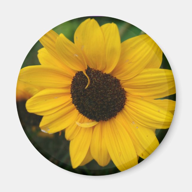 Sunflower Magnet (Front)