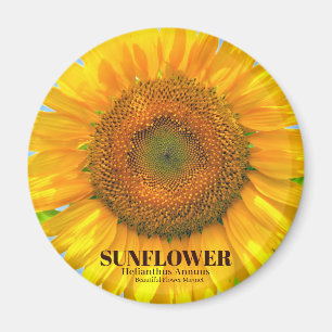 sunflower magnet