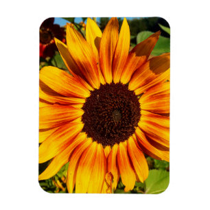 Sunflower Magnet