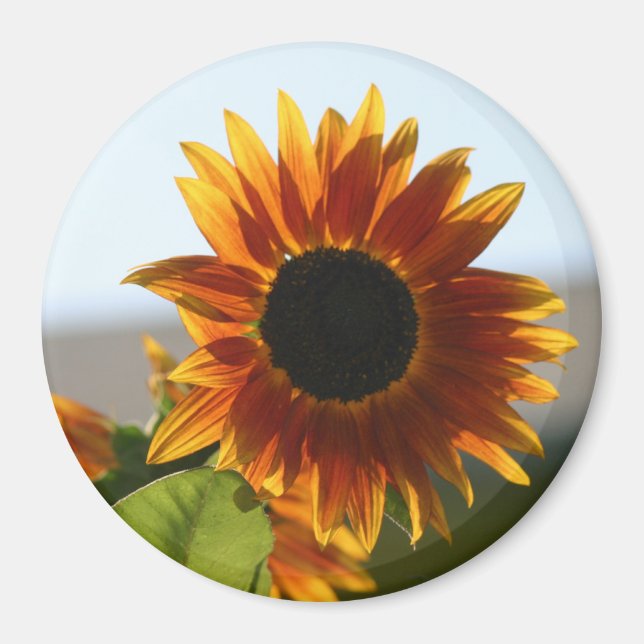 Sunflower Magnet (Front)