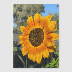 Sunflower Magnetic Card