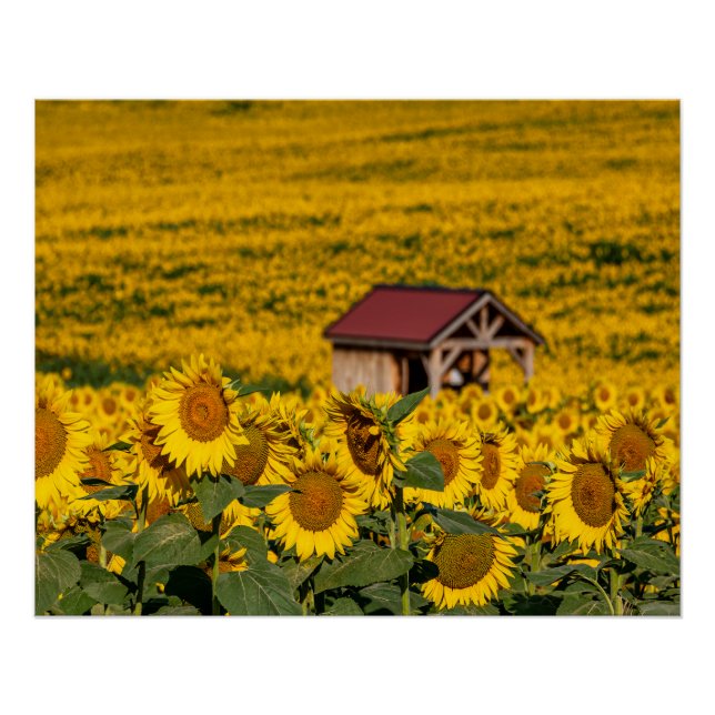 Sunflower Morning Poster (Front)