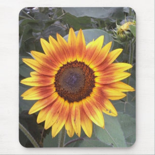 Sunflower Mousepad