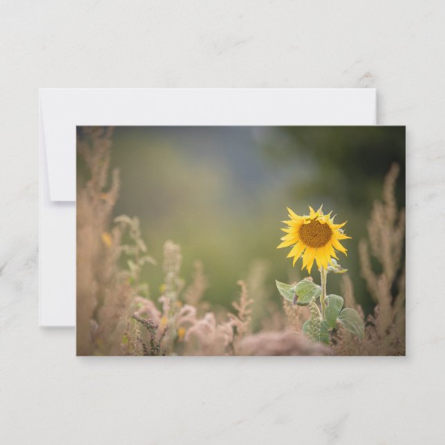 Sunflower Nature Photo Card (Front)