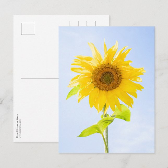 Sunflower Nature Photo Postcard (Front/Back)