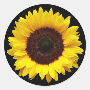 Sunflower on Black Round Gift Envelope Stickers