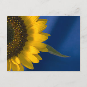 Sunflower on Blue Postcard
