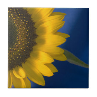 Sunflower on Blue   Tile