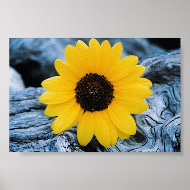Sunflower on Burled Log Poster (Front)