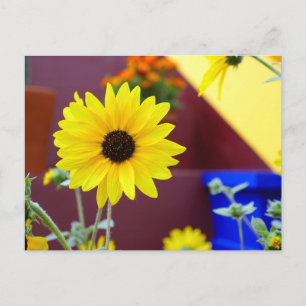 Sunflower on my patio postcard