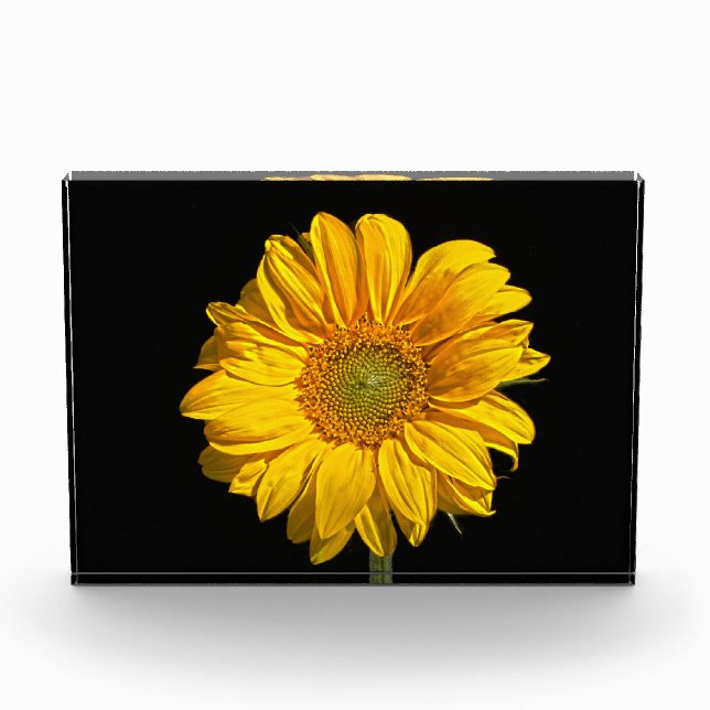 Sunflower pbcna photo block (Front)