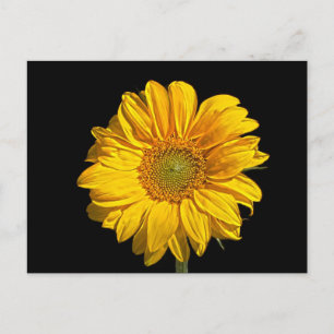 Sunflower pccna postcard