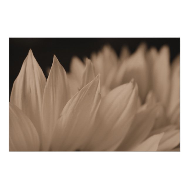 Sunflower Petals in Sepia Tone  Poster (Front)