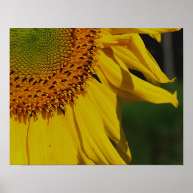 Sunflower Petals Up Close Flower Poster (Front)