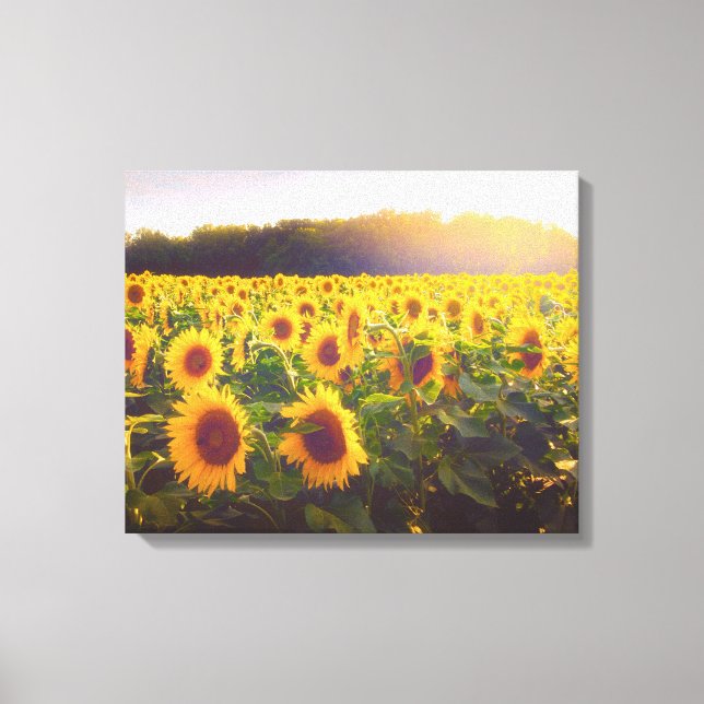 Sunflower Photo Canvas Print (Front)