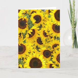 Sunflower Photo Cards