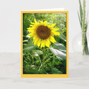 Sunflower photo greeting card