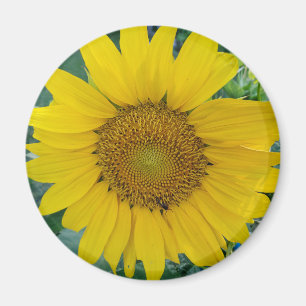 Sunflower photo magnet