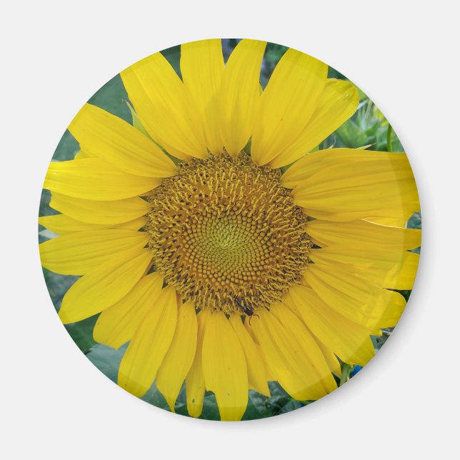 Sunflower photo magnet (Front)