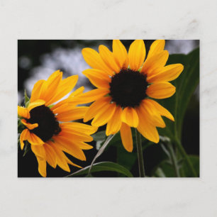 Sunflower Photo Postcard