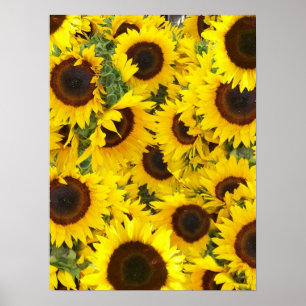 Sunflower Photo Poster