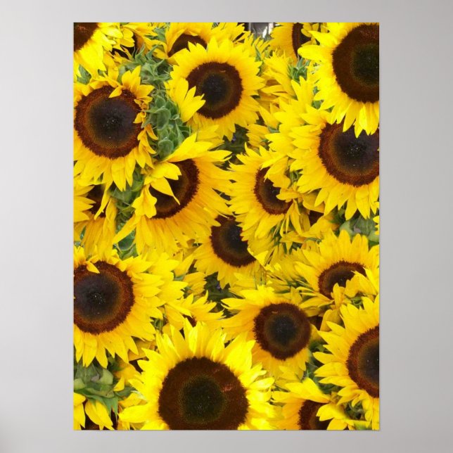 Sunflower Photo Poster (Front)