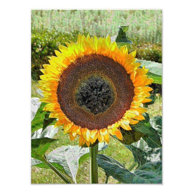 SUNFLOWER PHOTO PRINT (Front)