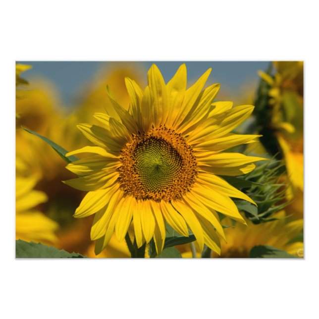 Sunflower Photo Print (Front)