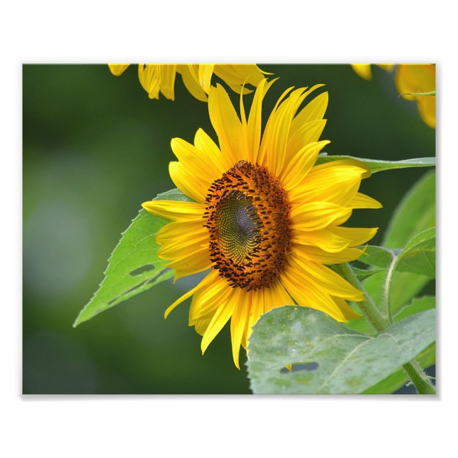 Sunflower Photo Print (Front)