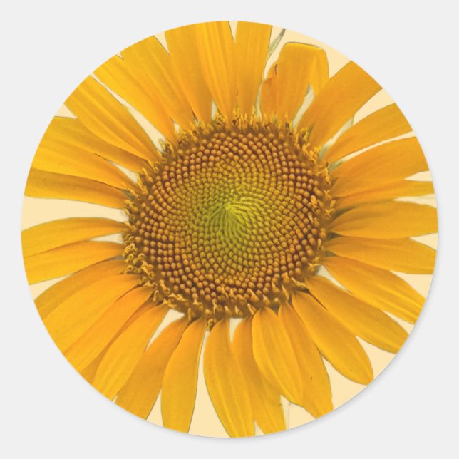 Sunflower Photo Stickers (Front)