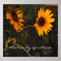 Sunflower Picture
