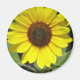 Sunflower Plant Round Magnet