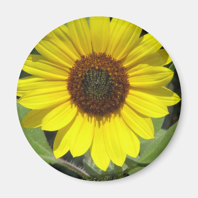 Sunflower Plant Round Magnet (Front)