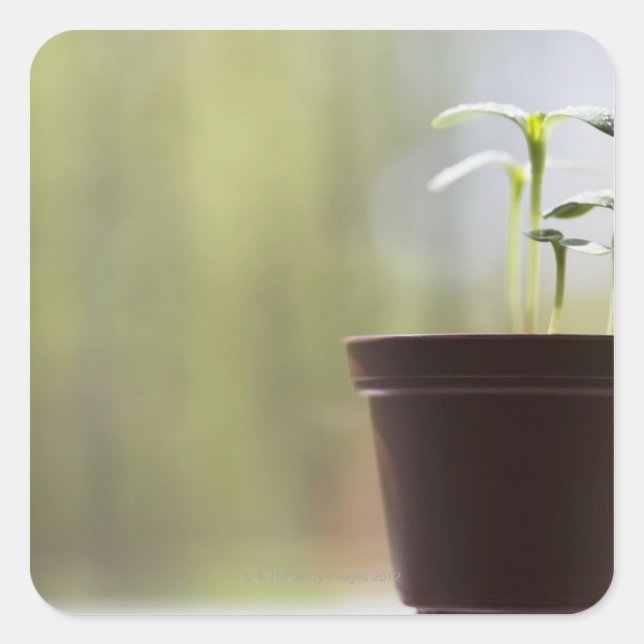 Sunflower plants sprouting in pot square sticker (Front)