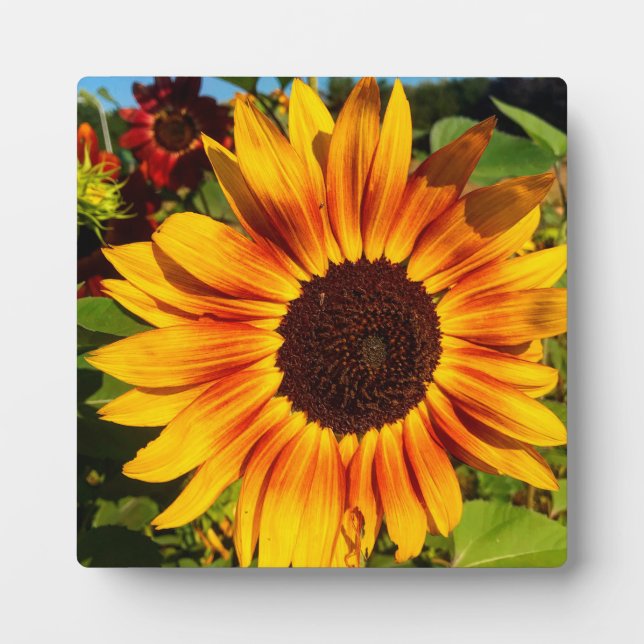 Sunflower Plaque (Front)
