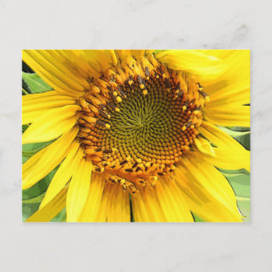 Sunflower,Post card