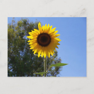 Sunflower postcard