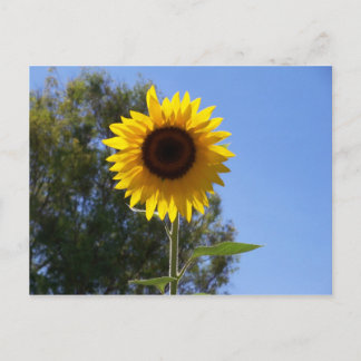 Sunflower postcard