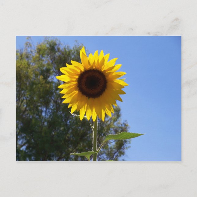 Sunflower postcard (Front)